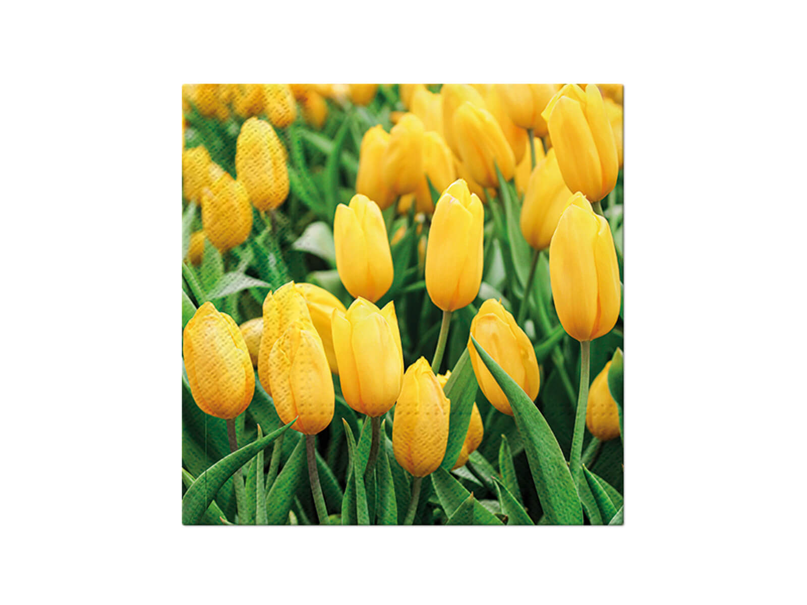 Serwetki papierowe żółte tulipany